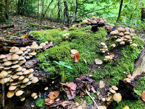 Grünblättriger Schwefelhut - Hypholoma fasciculare
 photo