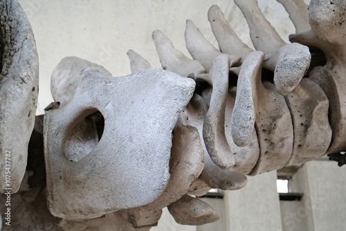 Big grey skeleton of big blue whale. Whale spine. Real whale bones. Balaenoptera