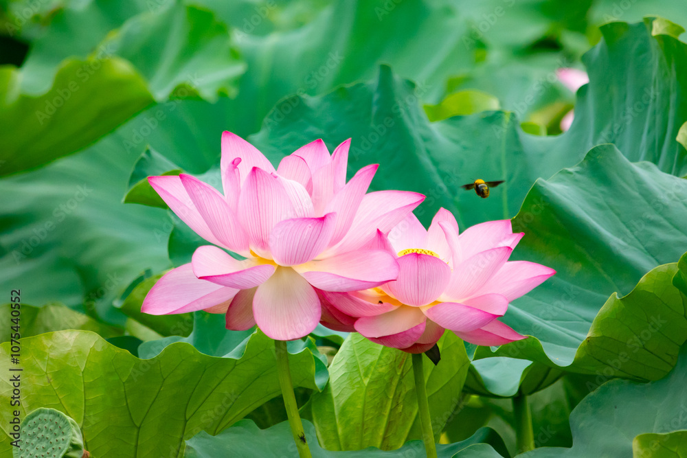 Beautiful Indian lotus flower. The petals looking really pretty with many shades of pink. The yellow center can just be seen. Large green leaves are all around. A small bee can be seen flying in. Beautiful Indian lotus flower. The petals looking really pretty with many shades of pink. The yellow center can just be seen. Large green leaves are all around. A small bee can be seen flying in.