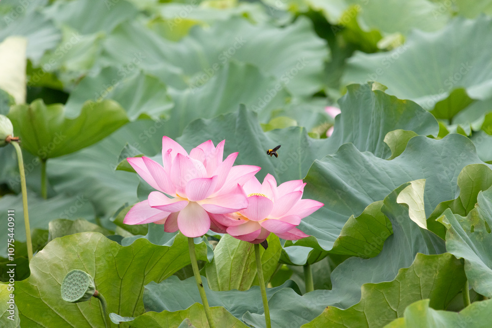 Beautiful Indian lotus flower. The petals looking really pretty with many shades of pink. The yellow center can just be seen. Large green leaves are all around. A small bee can be seen flying in. Beautiful Indian lotus flower. The petals looking really pretty with many shades of pink. The yellow center can just be seen. Large green leaves are all around. A small bee can be seen flying in.