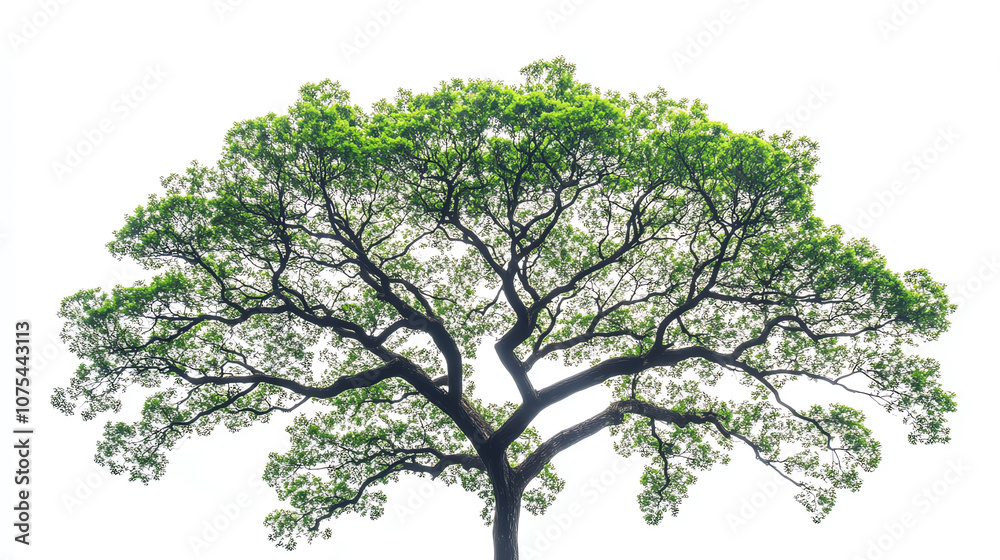 A topdown view of a tree s canopy, showing detailed branches and green foliage isolated on a white background A topdown view of a tree s canopy, showing detailed branches and green foliage isolated on a white background