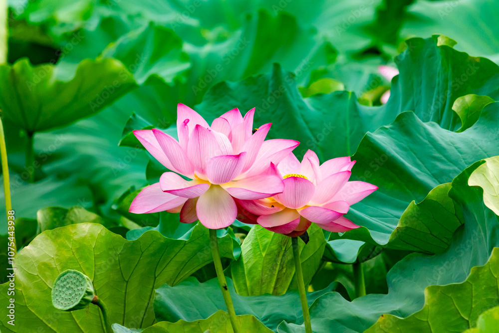 Beautiful Indian lotus flower. The petals looking really pretty with many shades of pink. The yellow center can just be seen. Large green leaves are all around. A small bee can be seen flying in. Beautiful Indian lotus flower. The petals looking really pretty with many shades of pink. The yellow center can just be seen. Large green leaves are all around. A small bee can be seen flying in.