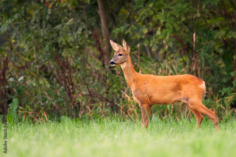 Roe deer in a clearing Roe deer in a clearing