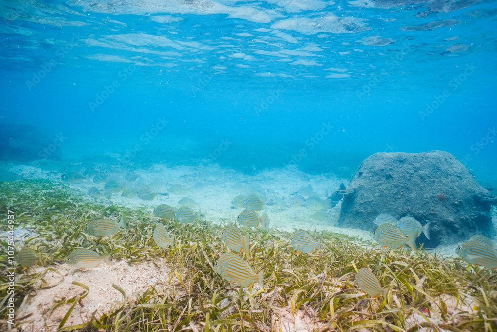 Underwater photo of fish swimming in the ocean next to coral Underwater photo of fish swimming in the ocean next to coral