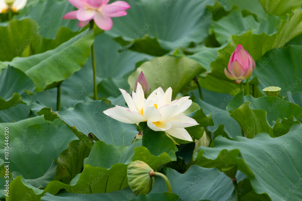 This is the beautiful flower of the Indian Lotus plant. The beautiful white petals stretching out to catch the sun. The bright yellow center sticking standing out. Bright green leaves are all around. This is the beautiful flower of the Indian Lotus plant. The beautiful white petals stretching out to catch the sun. The bright yellow center sticking standing out. Bright green leaves are all around.