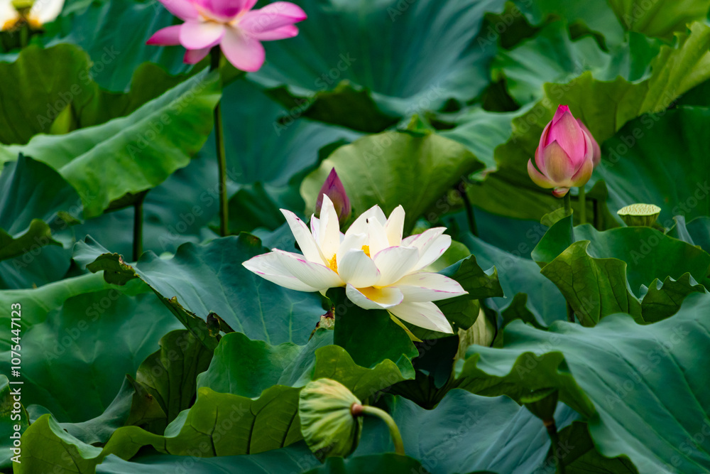 This is the beautiful flower of the Indian Lotus plant. The beautiful white petals stretching out to catch the sun. The bright yellow center sticking standing out. Bright green leaves are all around. This is the beautiful flower of the Indian Lotus plant. The beautiful white petals stretching out to catch the sun. The bright yellow center sticking standing out. Bright green leaves are all around.
