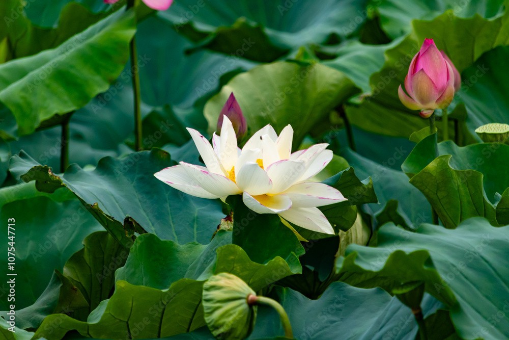 This is the beautiful flower of the Indian Lotus plant. The beautiful white petals stretching out to catch the sun. The bright yellow center sticking standing out. Bright green leaves are all around. This is the beautiful flower of the Indian Lotus plant. The beautiful white petals stretching out to catch the sun. The bright yellow center sticking standing out. Bright green leaves are all around.