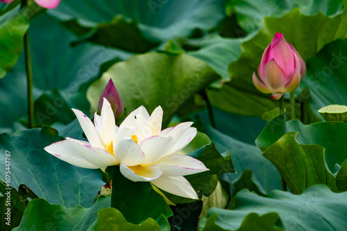 This is the beautiful flower of the Indian Lotus plant. The beautiful white petals stretching out to catch the sun. The bright yellow center sticking standing out. Bright green leaves are all around.