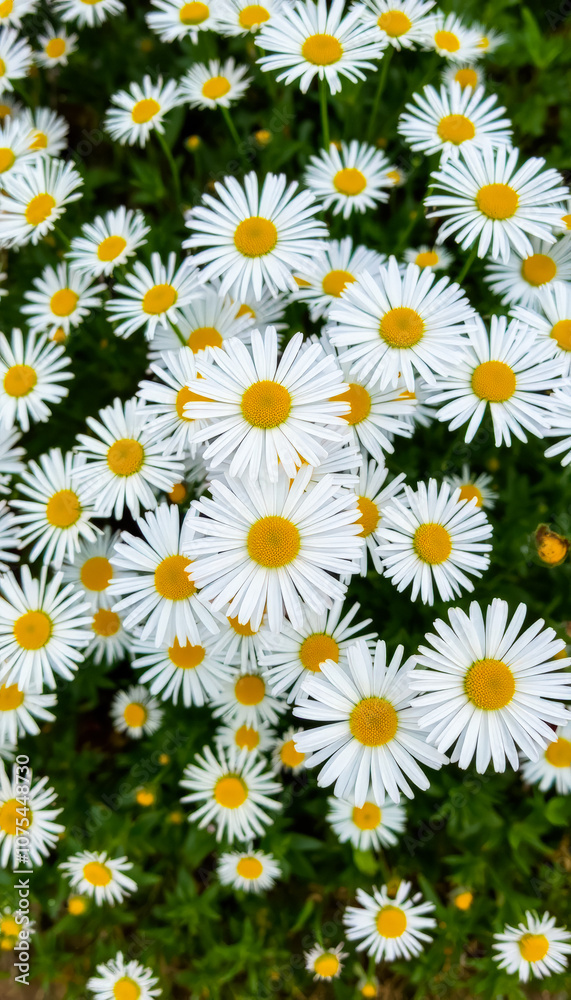 Growing in a field White daisies in thick green grass among lush greenery. Wild flowers. Growing in a field White daisies in thick green grass among lush greenery. Wild flowers.