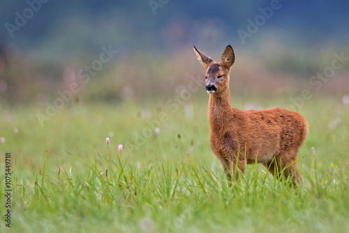 young roe deer in a clearing