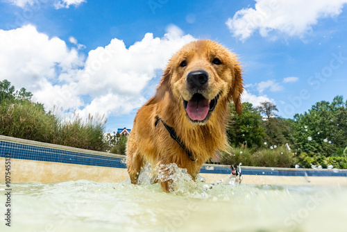 Dog swimming in a pool 