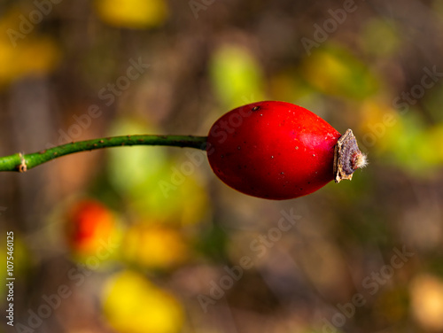 Rosehip. Fruit and vegetables. Plant and plants. Tree and trees. Nature photography.