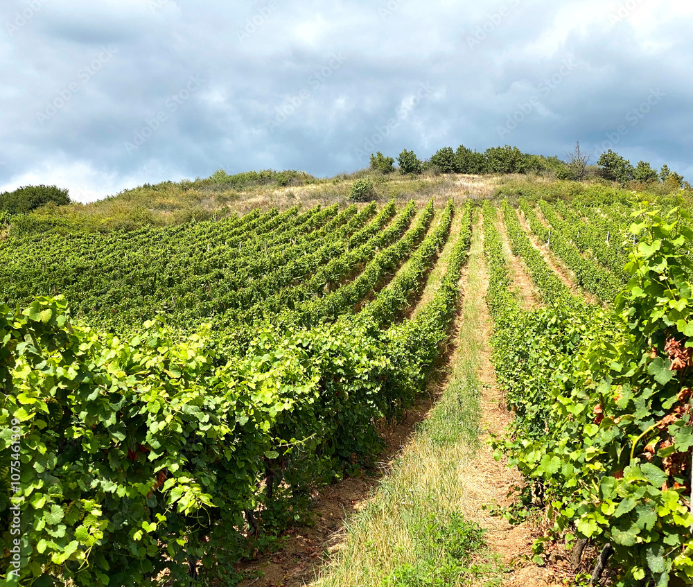rows of vines rows of vines