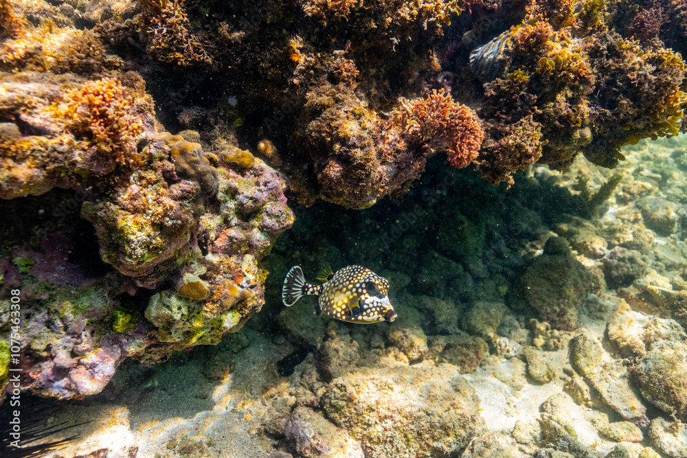 Underwater photo of fish swimming in the ocean next to coral Underwater photo of fish swimming in the ocean next to coral