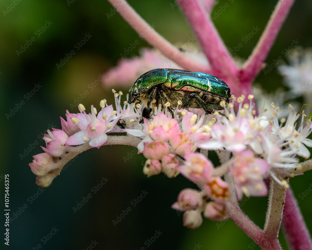 Rose chafer bug in a flower blossom