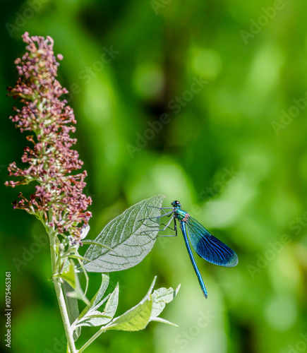 Macro of  a banded demoiselle (Calopteryx splendens) damselfly photo