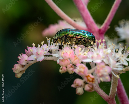 Obraz na płótnie Rose chafer bug in a flower blossom w salonie