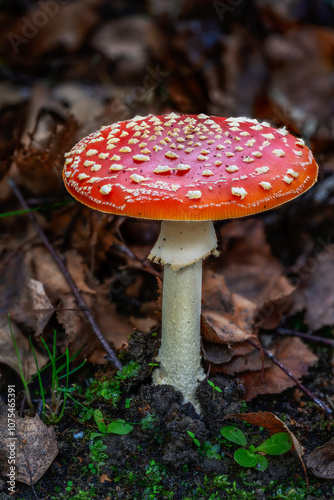Obraz na płótnie Red fly agaric musroom w salonie