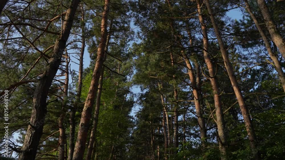 Surrounded by tall, beautiful green trees in a vibrant forest, showcasing the rich ecosystem and natural beauty of the wilderness. Surrounded by tall, beautiful green trees in a vibrant forest, showcasing the rich ecosystem and natural beauty of the wilderness.