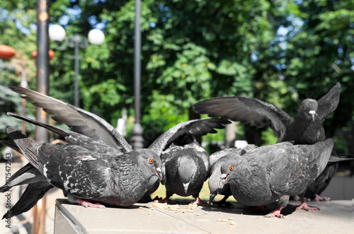 Flock of pigeons eating gra...