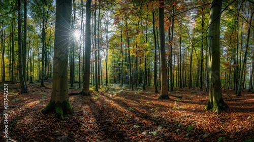 Sun shining through a colorful autumn forest