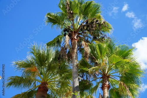 Washington palm (Washingtonia robusta) with large fruit cones against the blue sky. Albufeira, Algarve, Portugal, Europe. photo