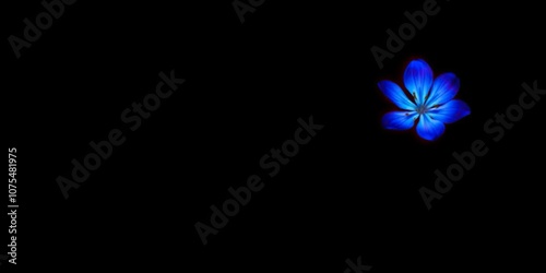 A solitary blue flower glows with an soft, blue-green light in the presence of ultraviolet illumination on a dark and mysterious background, blue flowers, rare specimen, natural wonder