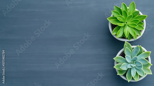 Vibrant succulents elegantly displayed in stylish pots on a dark wooden table against a muted grey background, showcasing nature's beauty