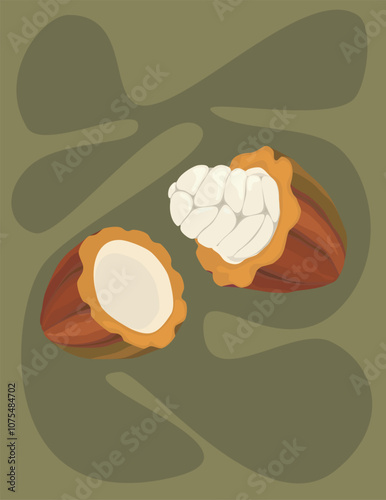 Cacao fruit illustration background. Cocoa beans tropical fruit vector with green background.