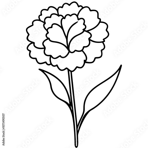 Carnation Flower Vector Art.