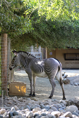 Zebra Grazing in the Zoo on a sunny day.