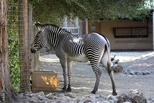 Zebra Grazing in the Zoo on a sunny day.
