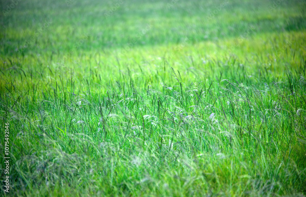 panoramic view field green grass design element texture