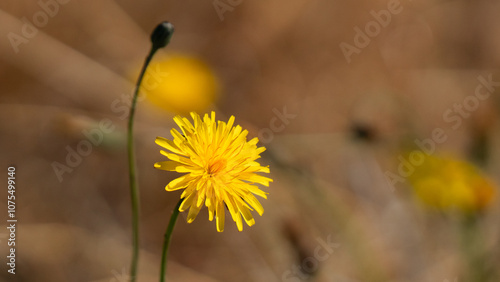 yellow flower in the garden