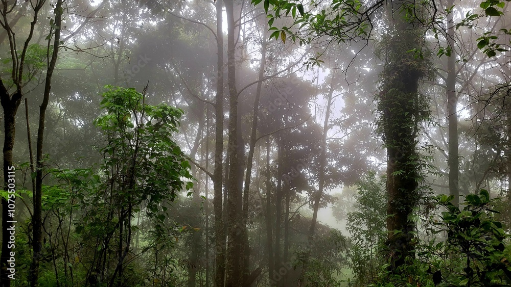 sun rays in the forest