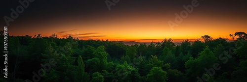 A beautiful green forest landscape at sunset with trees and foliage against a dark black sky, colorful scene, forest floor