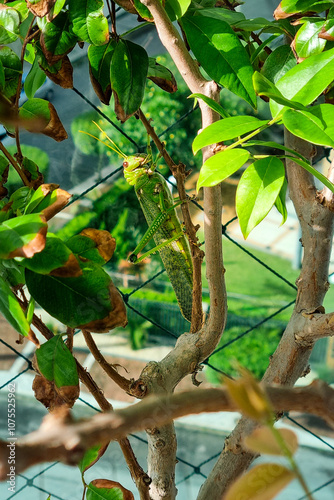 Grasshopper in a twig of jaboticabeira