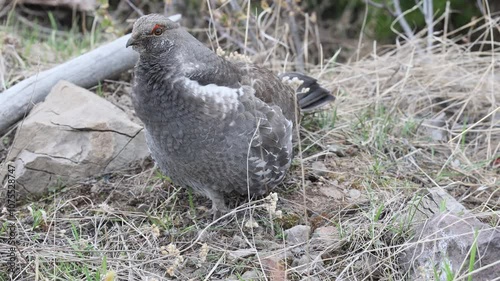 Male Spruce Grouse in Wyoming in Springtime