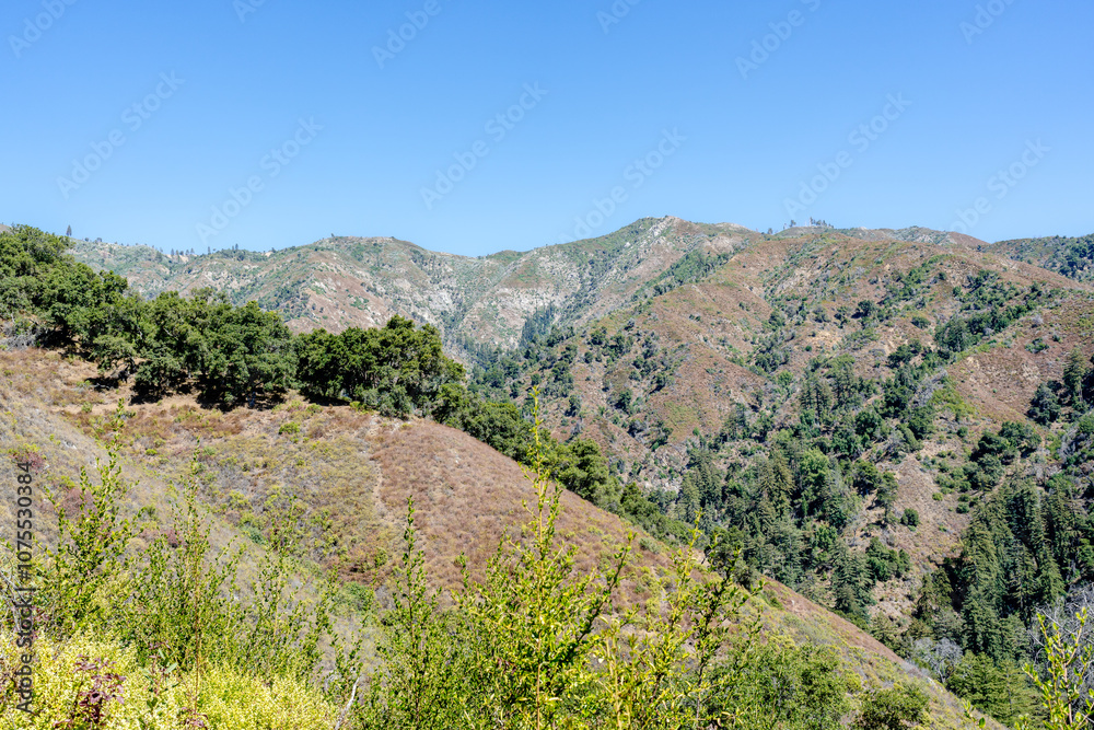 Fototapeta premium mountains with forest