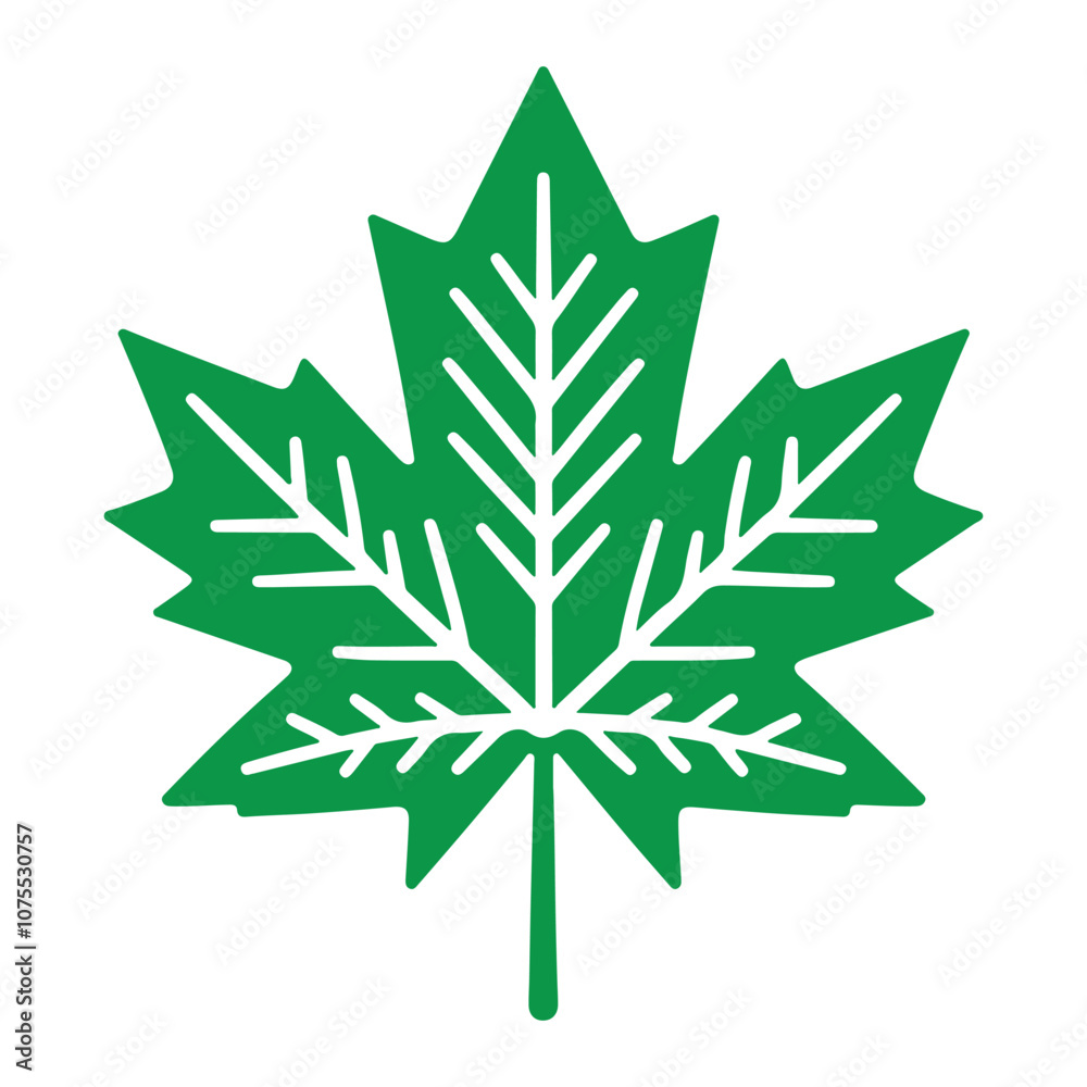 maple leaf isolated on a white background maple leaf isolated on a white background