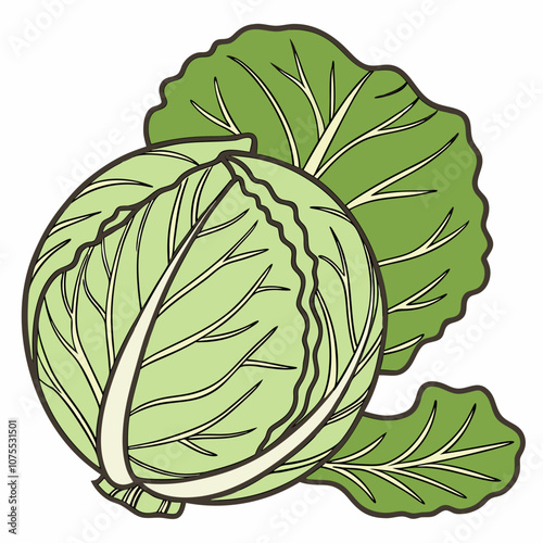 cabbage isolated on white background