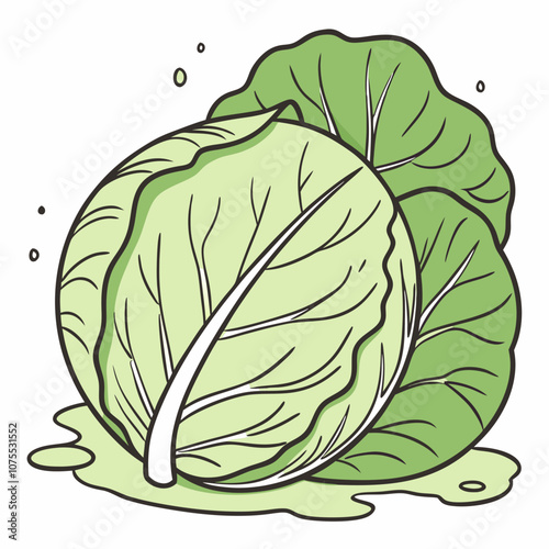 green cabbage isolated on white