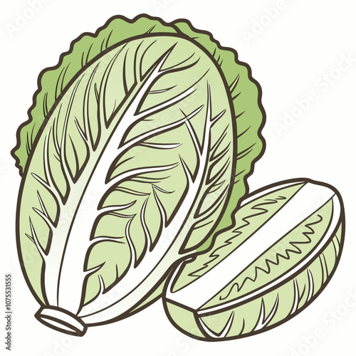 cabbage isolated on white