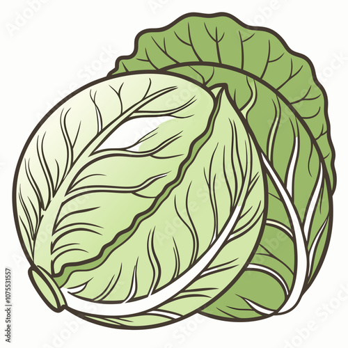 cabbage isolated on white