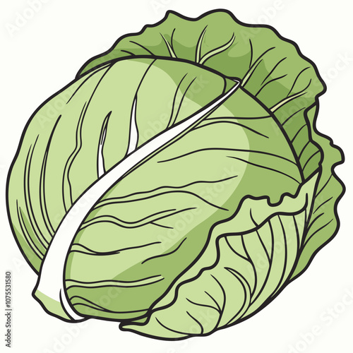 cabbage isolated on white background