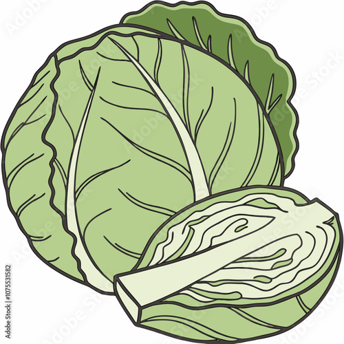 cabbage isolated on white background