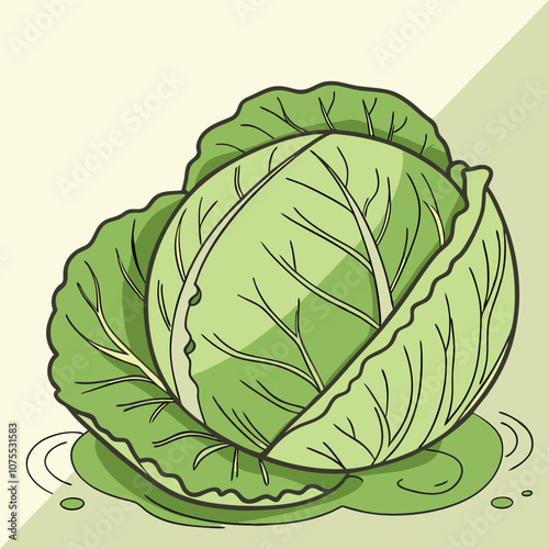 cabbage isolated on white