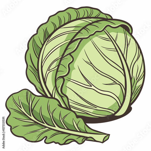 cabbage isolated on white background