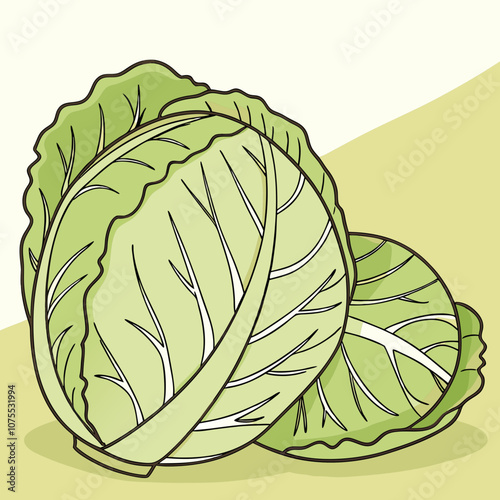 illustration of cabbage