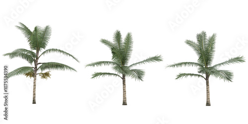 3d rendering of Acanthophoenix crinita plants on transparent background photo